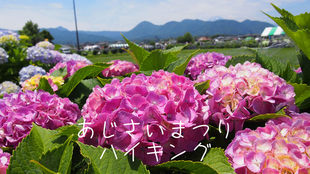 6/7 【神奈川県開成町/あじさいまつり】田園風景に広がるあじさいの里をのんびり歩こう！