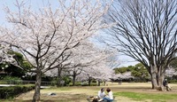 🌸ゆるお花見ピクニック@代々木公園🌸  