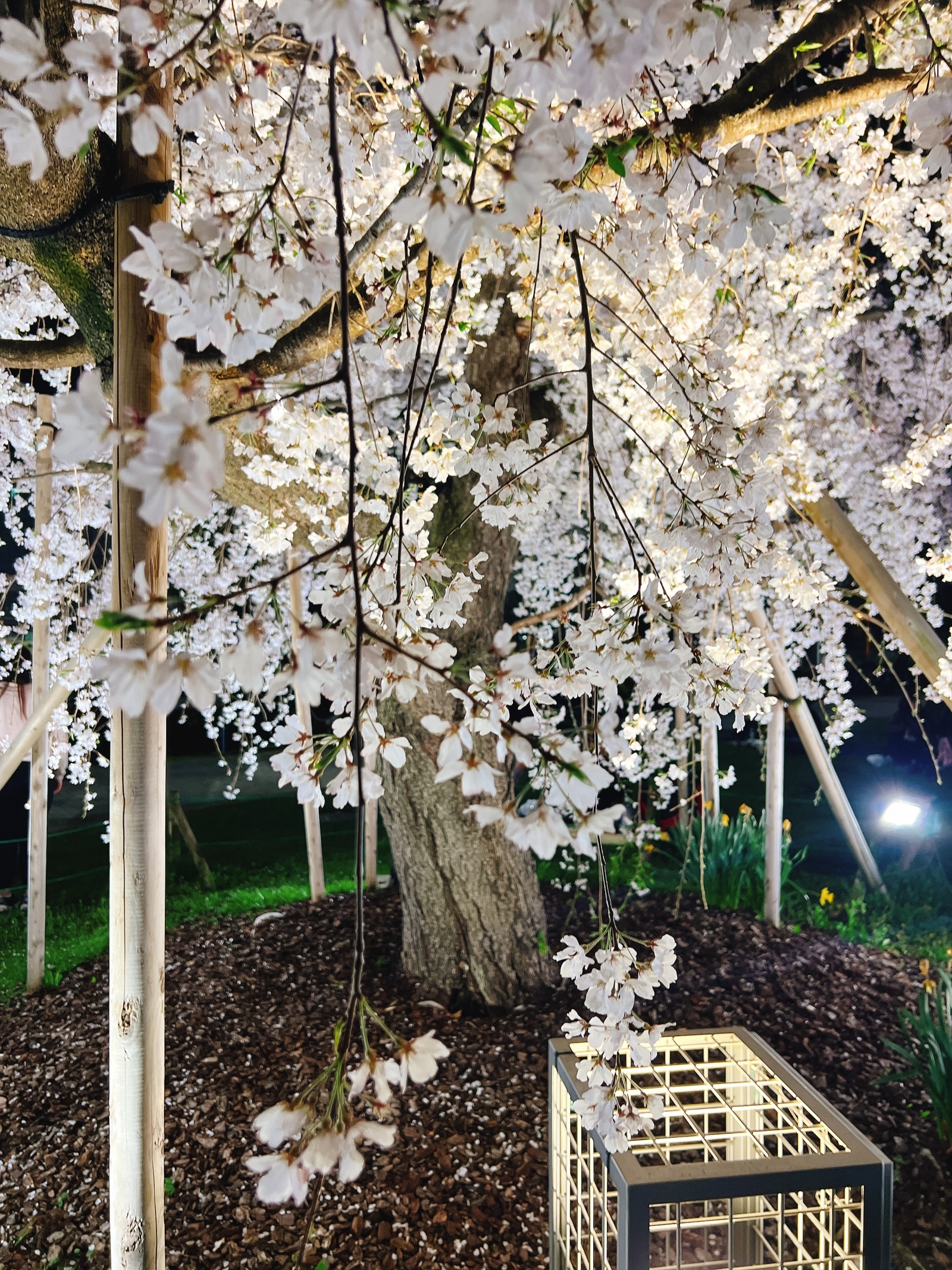 🌸【平日開催】少人数でゆるっとお花見 in 錦糸町🌸