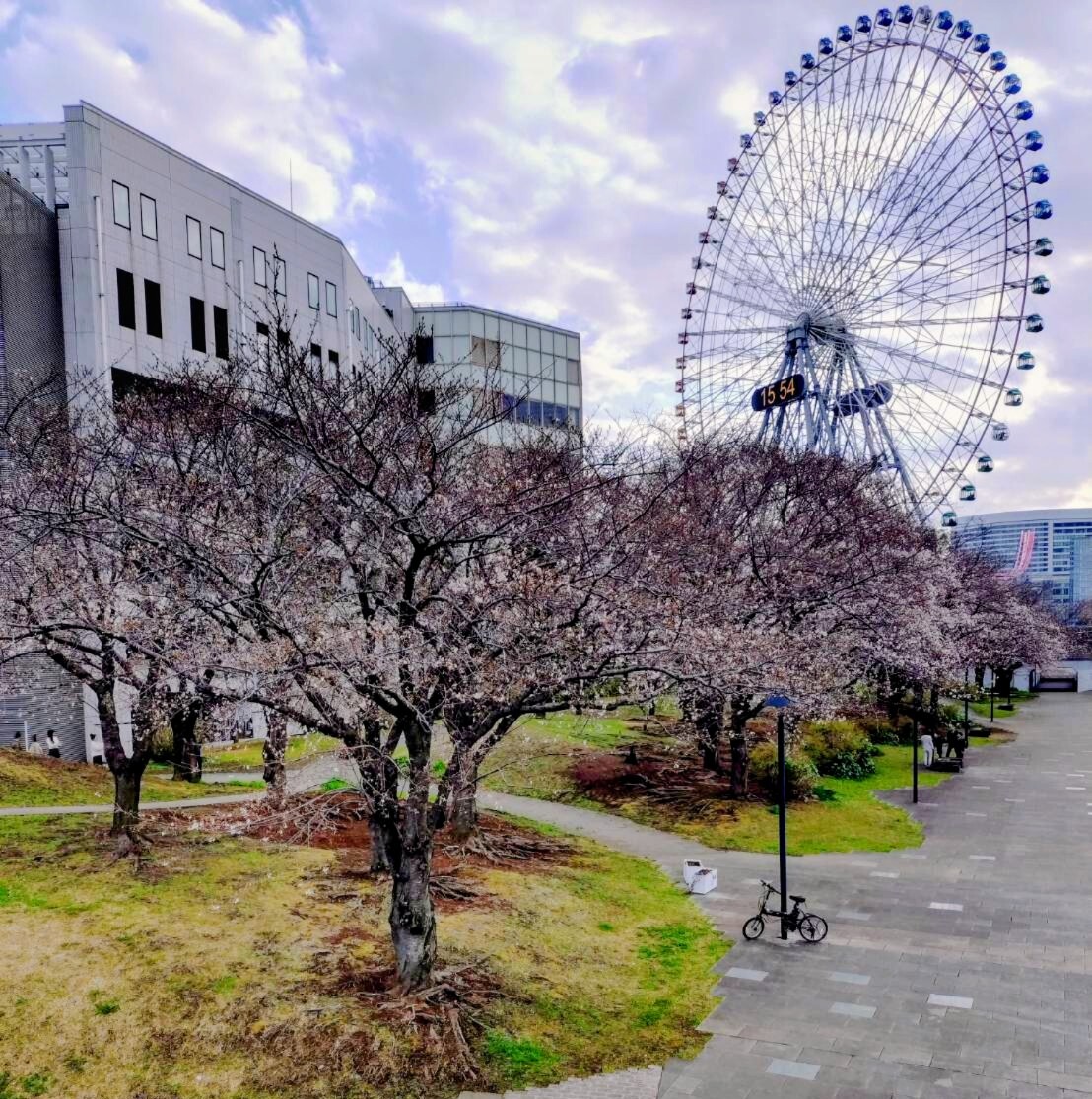 【3/29】突発！女性主催/桜満開🌸みなとみらいお花見さんぽ【30-40代限定】