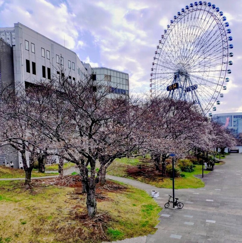 【3/29】突発！女性主催/桜満開🌸みなとみらいお花見さんぽ【30-40代限定】