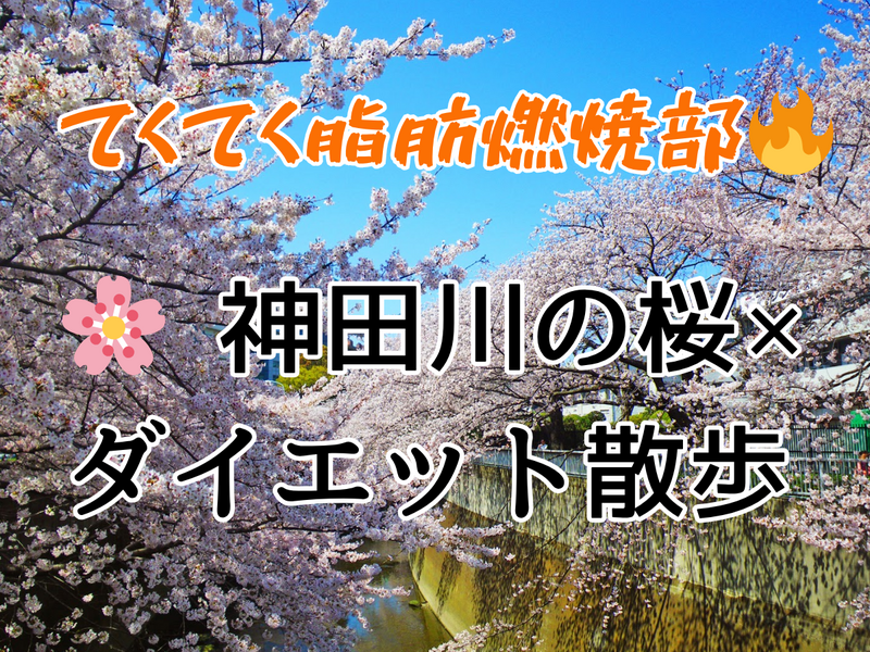 【ダイエット散歩】神田川の桜を見ながら脂肪を燃やして歩こう🌸🔥初参加歓迎