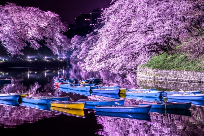 【最終日】千鳥ヶ淵緑道の夜桜ライトアップを見に行こう🌸🌸
