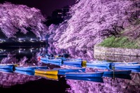 【最終日】千鳥ヶ淵緑道の夜桜ライトアップを見に行こう🌸🌸