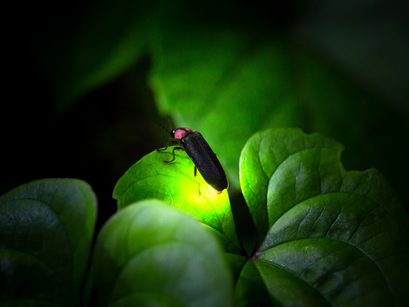 【30代中盤〜40代中心】多摩川河川敷散歩&福生ほたる祭見学