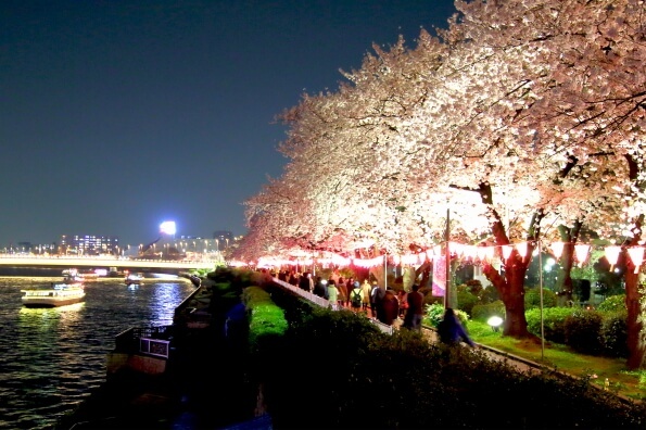👩20代・30代女性限定🌸隅田公園で夜桜ライトアップ鑑賞＆おしゃべり90分！