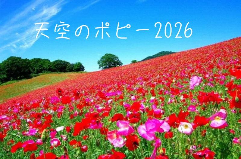 6/6【天空のポピー】標高約500メートルのすがすがしい空気と抜けるような大展望を満喫しに行こう！