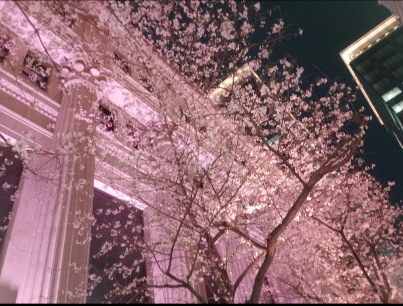 【桜色にライトアップされた通りを歩こう！】4/3 19時　三越前　福徳神社！【夜間参拝できる神社に行こう！】