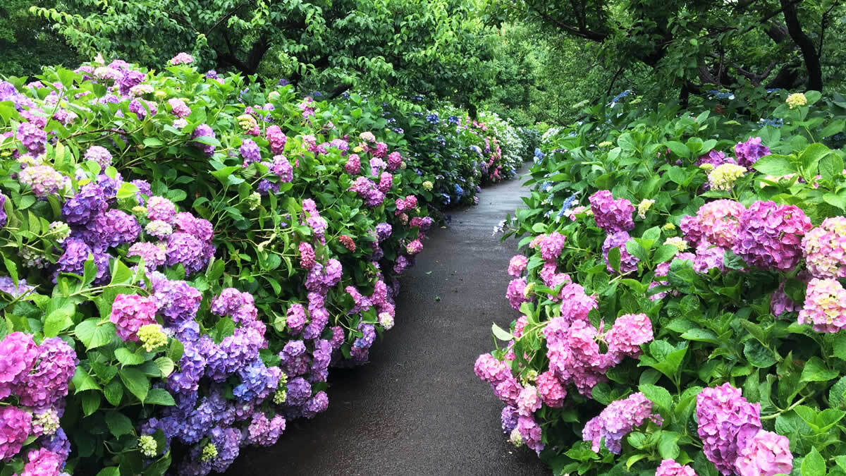 府中の郷土の森博物館で紫陽花見学&プラネタリウム鑑賞