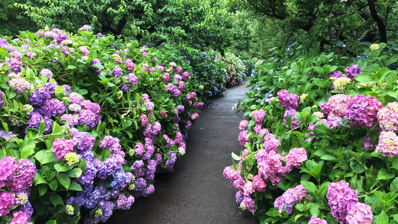 府中の郷土の森博物館で紫陽花見学&プラネタリウム鑑賞