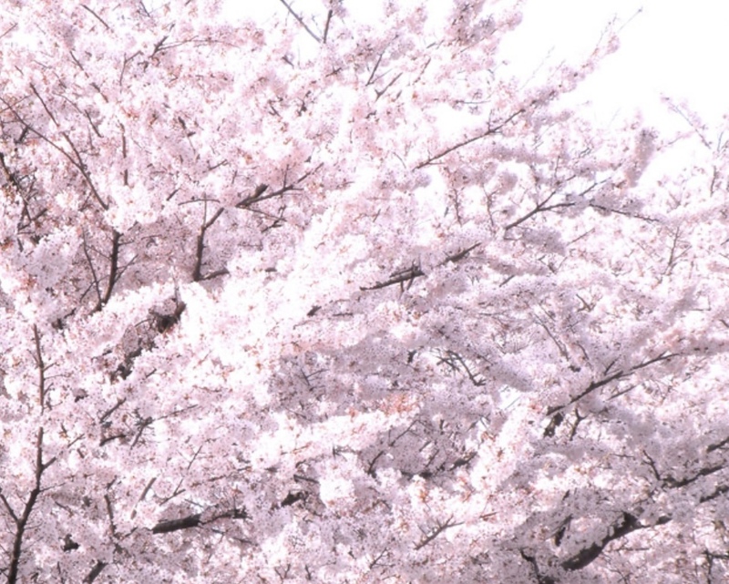 【女性限定】着物着て桜と写真撮りませんか？