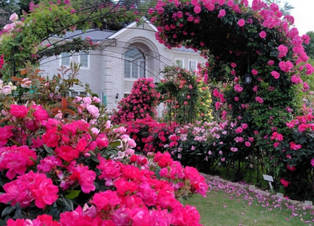 【女性主催】バラの庭園が見れるカフェと縁切りダーツで話題のお寺に行こう！