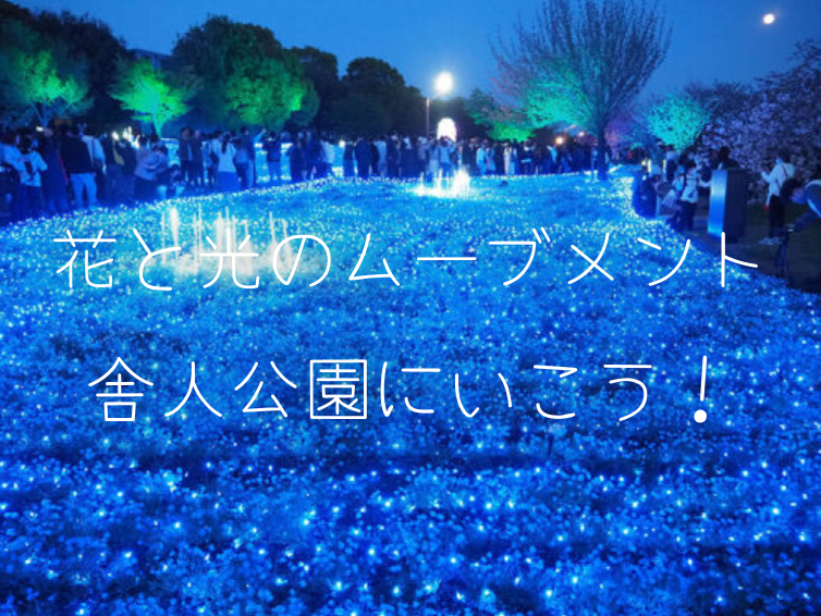ネモフィラのライトアップが美しい舎人公園にいきませんか？（途中参加OK）