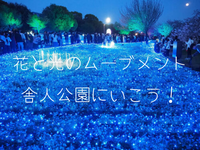 ネモフィラのライトアップが美しい舎人公園にいきませんか？（途中参加OK）