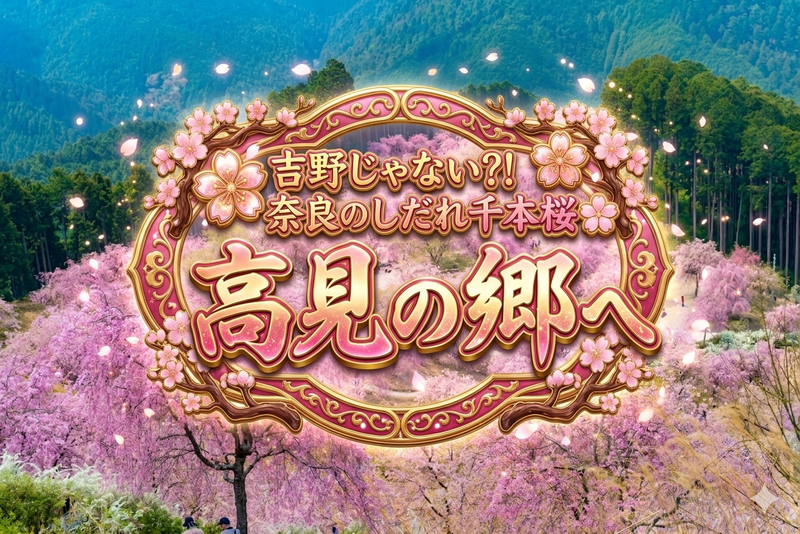 吉野じゃない⁈奈良のしだれ千本桜🌸高見の郷へ
