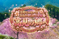 吉野じゃない⁈奈良のしだれ千本桜🌸高見の郷へ