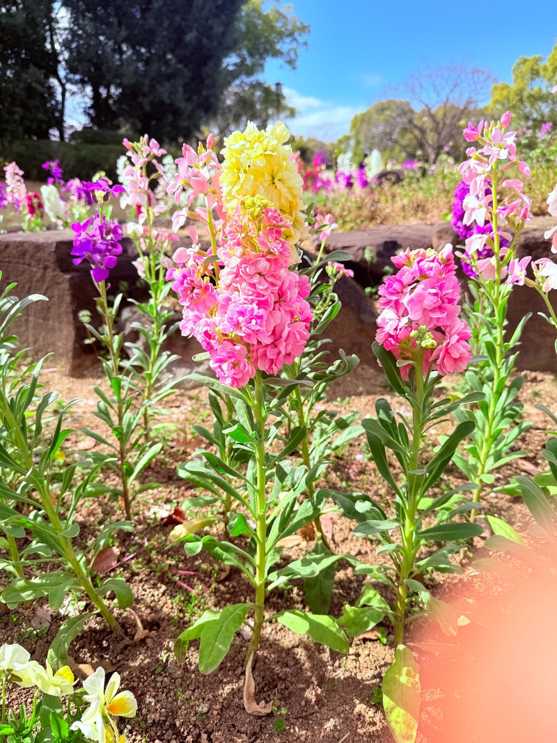 蹴上インクラインで写真撮影✨(4/7)