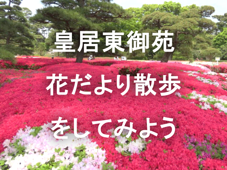 江戸城の石垣を彩る春の共演：花だよりを片手に御苑さんぽをしてみよう🌺🏯