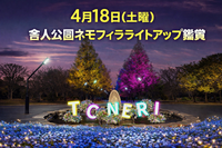 【4/18】舎人公園のネモフィラライトアップ✨幻想ブルーのお花畑を歩く春夜ツアー入場無料