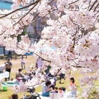 ☀️代々木公園🌸ゆる花見🌸【25-36歳1人限定】途中参加退出OK🙆‍♀️ボドゲもあり🎲