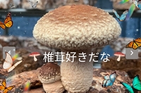 【40〜50代】もういっか〜い♪🍄‍🟫椎茸狩り🍄‍🟫