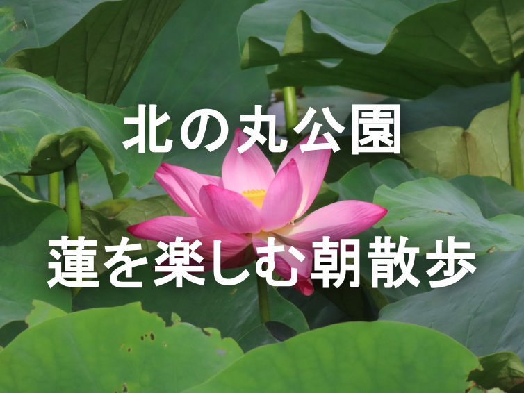 【参加費無料】早朝に蓮の名所で朝散歩をしませんか？（途中参加・途中退出OK）