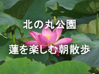 【参加費無料】早朝に蓮の名所で朝散歩をしませんか？（途中参加・途中退出OK）