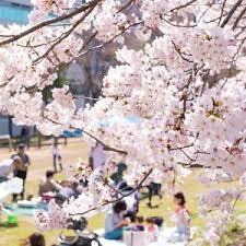 ☀️代々木公園🌸ラストゆる花見🌸【25-36歳1人限定】途中参加退出OK🙆‍♀️モルック持って行きます！