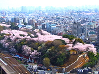 【男女共催】王子から駒込に散歩しよう【歴史解説付き】