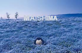 ネモフィラ♪【写真好きもお花好きもみんなでいこー♪】スマホ参加も見に行きたい！でもOK✨