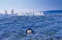 ネモフィラ♪【写真好きもお花好きもみんなでいこー♪】スマホ参加も見に行きたい！でもOK✨