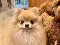 【女性主催20代30代限定】大人気の犬カフェに行こう🎈🍒