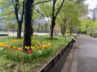 🚶🏻【日比谷公園】朝さんぽ と カフェトーク