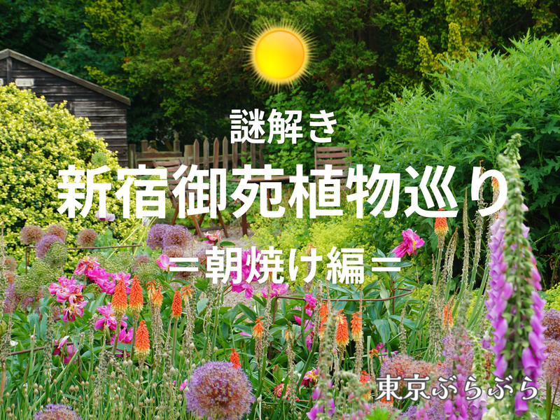 【謎解き】新宿御苑植物巡り🌿＝朝焼け編☀️＝