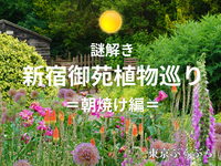 【謎解き】新宿御苑植物巡り🌿＝朝焼け編☀️＝