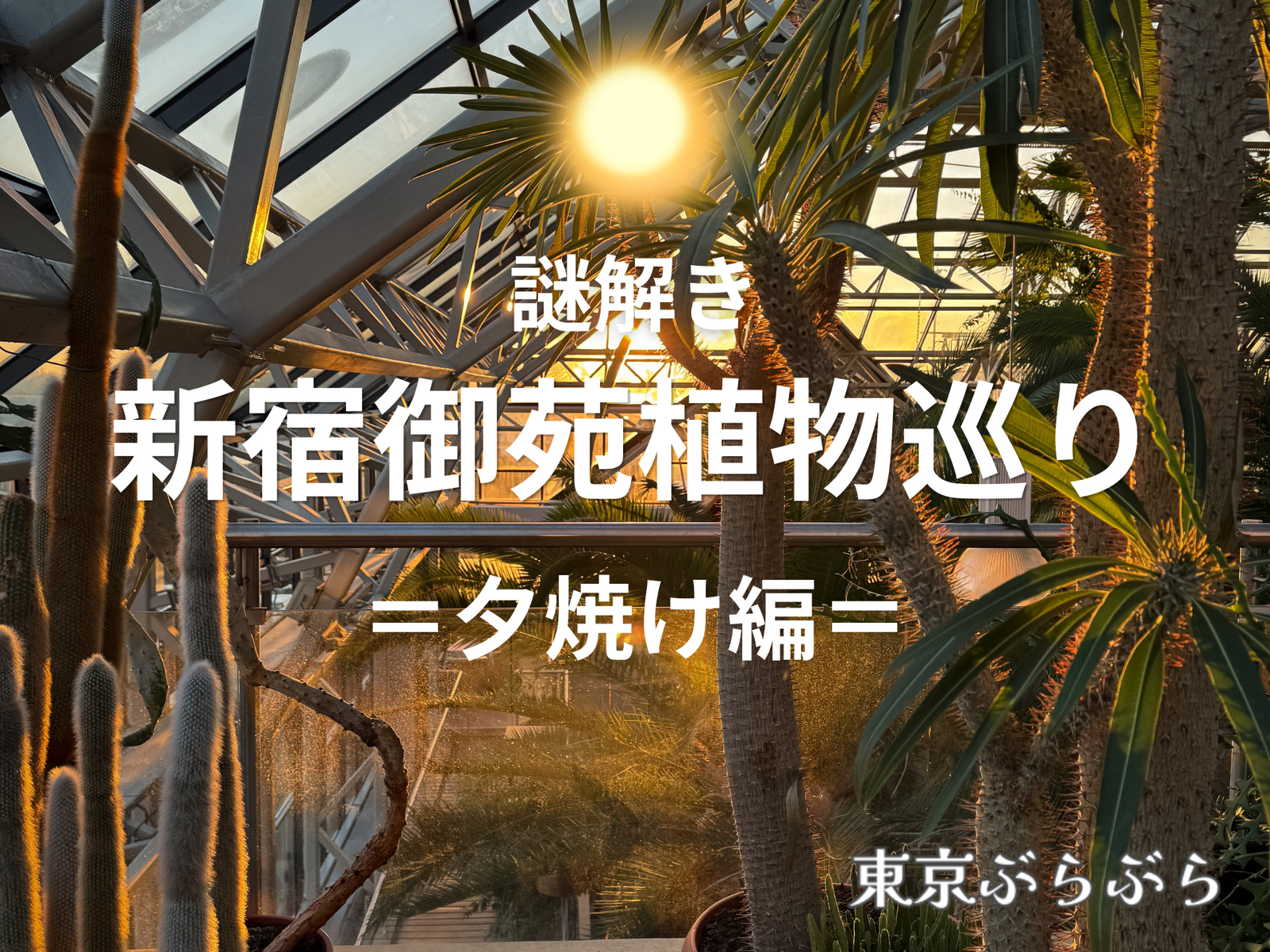 【謎解き】新宿御苑植物巡り🌿＝夕焼け編🌇＝