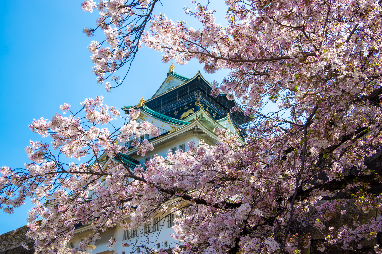 【大阪城桜】フォトウォークしませか？🌸📸