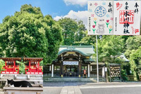 【猫御朱印を頂いて猫たちに会おう！】 4/18 14時　白金氷川神社【参加費還元！】