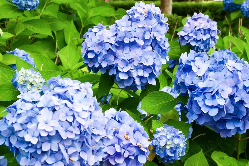 【20代・30代限定】紫陽花とフォト散歩！お台場の隠れ名所をめぐろう