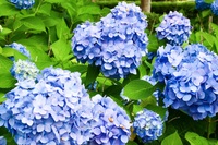 【20代・30代限定】紫陽花とフォト散歩！お台場の隠れ名所をめぐろう