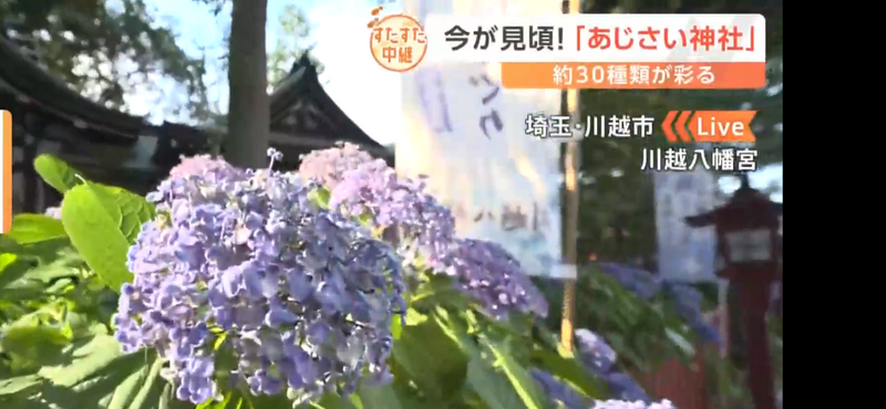 【川越氷川神社⛩️釣り🎣をしながら鯛おみくじとあじさい神社川越八幡宮へ行こう