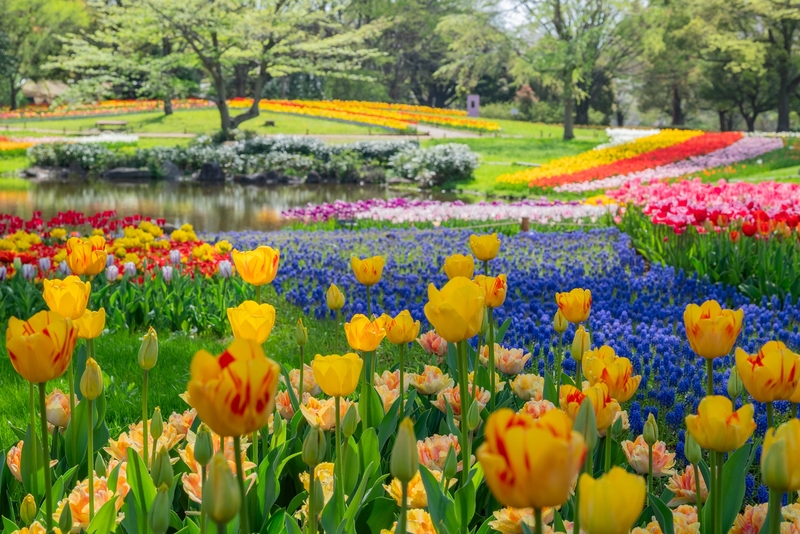 【立川】昭和記念公園でジョギング