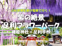 紫の絶景足利フラワーパーク  足利学校×織姫神社 "渋滞を避け電車で行きます"