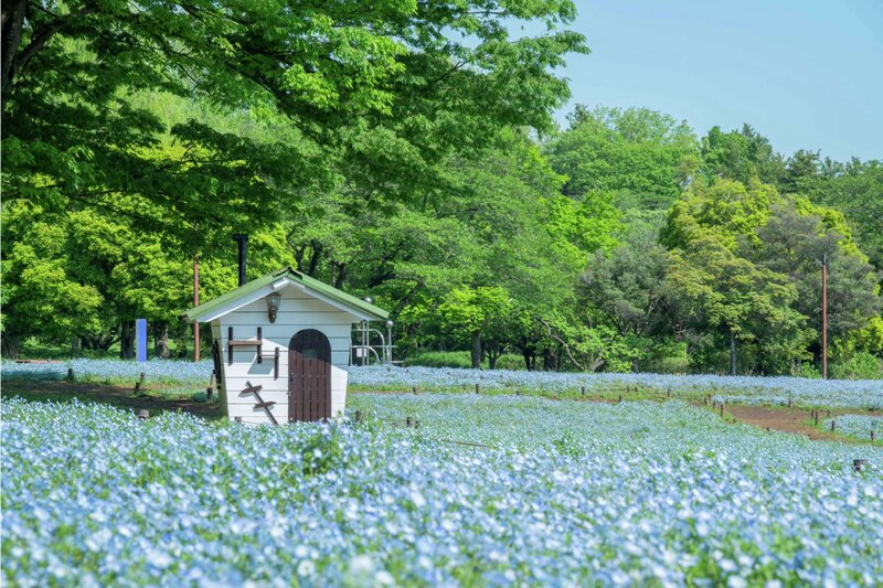 🌼春満開！昭和記念公園⛲️ネモフィラ×お花畑さんぽ会🌿