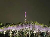 💜春限定！藤の絶景さんぽ「亀戸天神社 藤まつり」に行こう🌿

