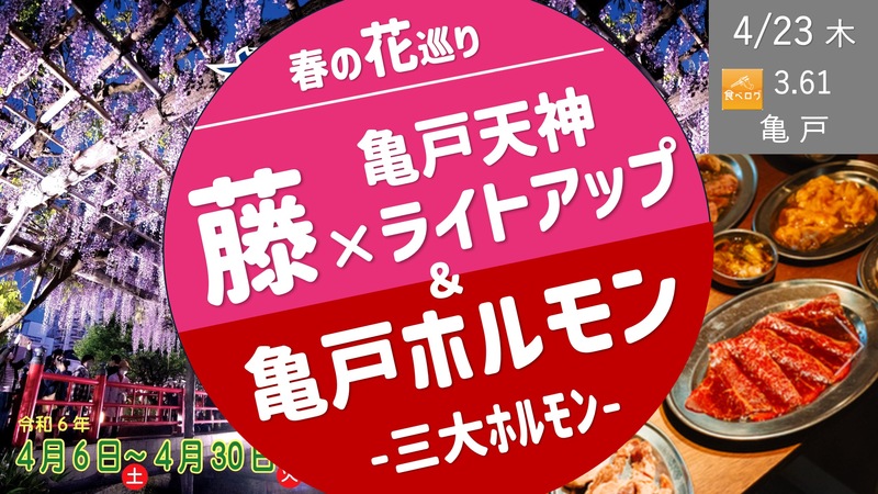 [亀戸] 亀戸天神の藤ライトアップ ＆ 亀戸三大ホルモン 