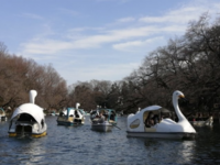 【30代中盤〜40代中心】井の頭公園散歩&自然文化園・水生物園見学&ボート体験