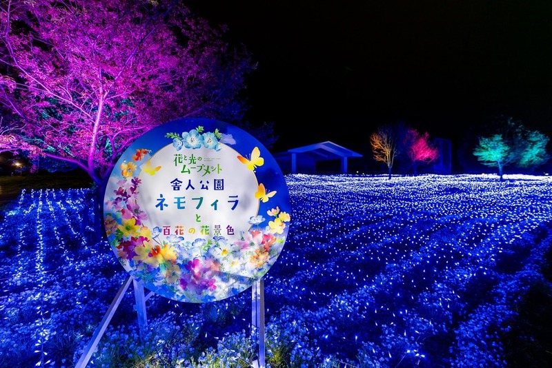 【最終日】圧巻✨️🥹ネモフィラと光の花景色✨舎人公園ナイトウォーク🌼🌸
