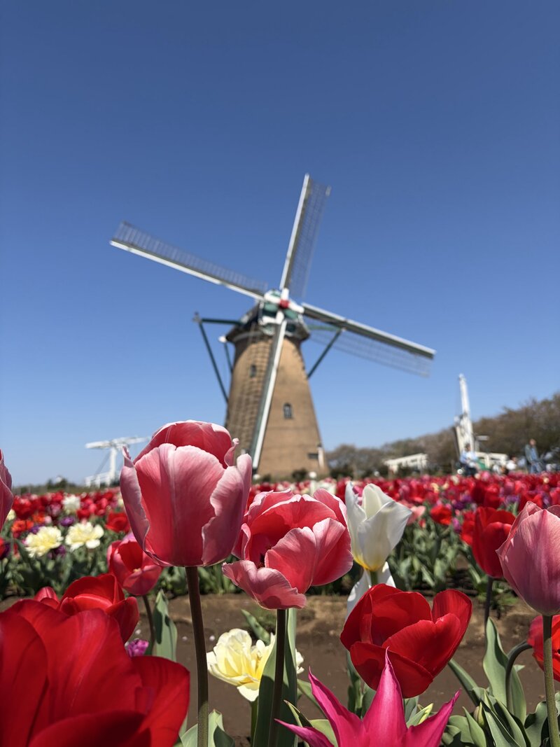 【4/18開催】20代30代限定！佐倉ふるさと公園🌷で春を満喫！満席必至のチューリップ絶景ウォーク