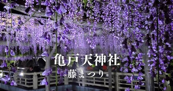 【ライトアップされた藤の花を見に行こう！】4/18 18時　亀戸天神社　藤まつり【参加費還元！】